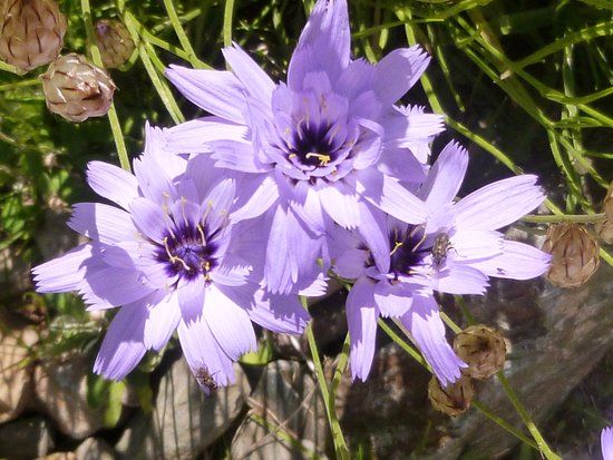 Parc Natural de la Vall de Sorteny