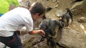 el mollo parc d'animals