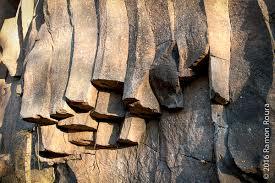 Cingles de Fontfreda