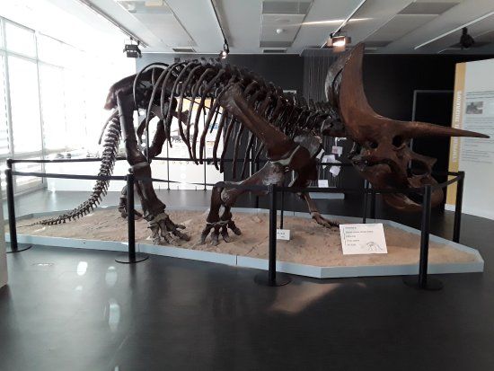 Museo del Instituto Catalán de Paleontología Miguel Crusafont