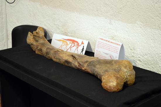 Museo de la Conca Della