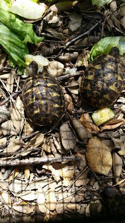 Centre de Reproducció de Tortugues de l'Albera