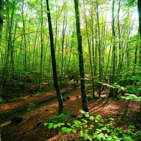 Parque natural de la Zona Volcánica de la Garrocha